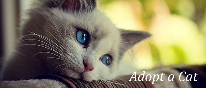 Cat Adoption - How to Adopt or Rescue a Cat