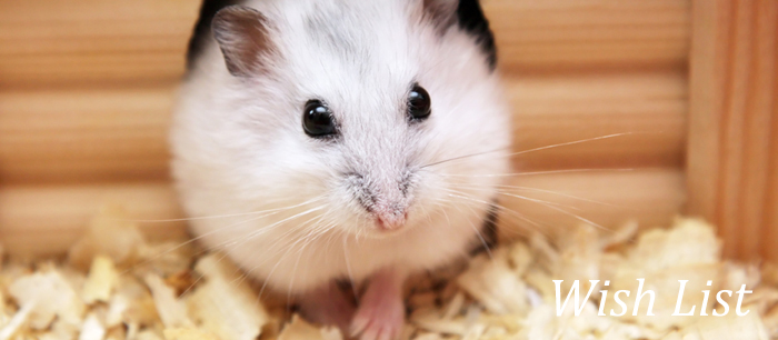 Hamster care  Animal Humane Society