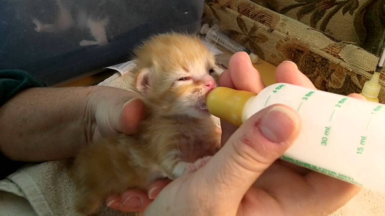 how to feed baby kitten with bottle